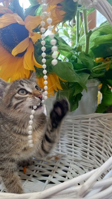 Котята в добрые ручки