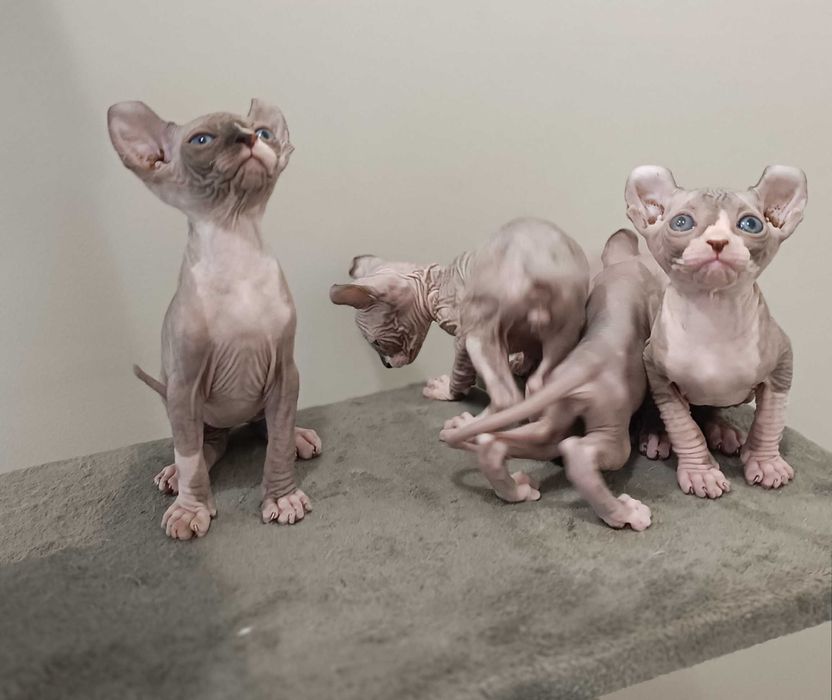 Бронь на котят сфинкс Эльф