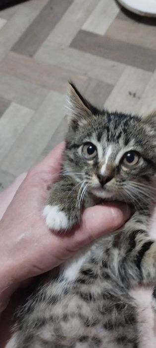 Отдам  котёнка ( 2 мес., девочка), в хорошие, добрые руки