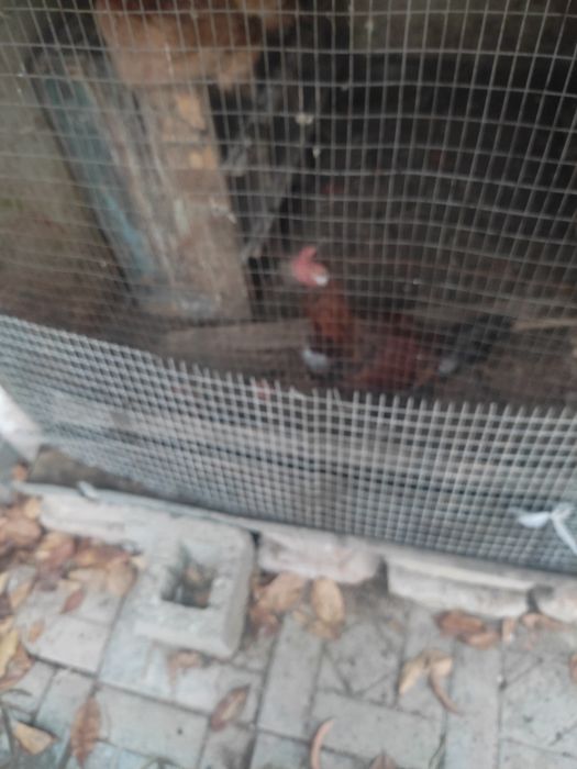 Товуклар сотилади кутара келишамиз 7та