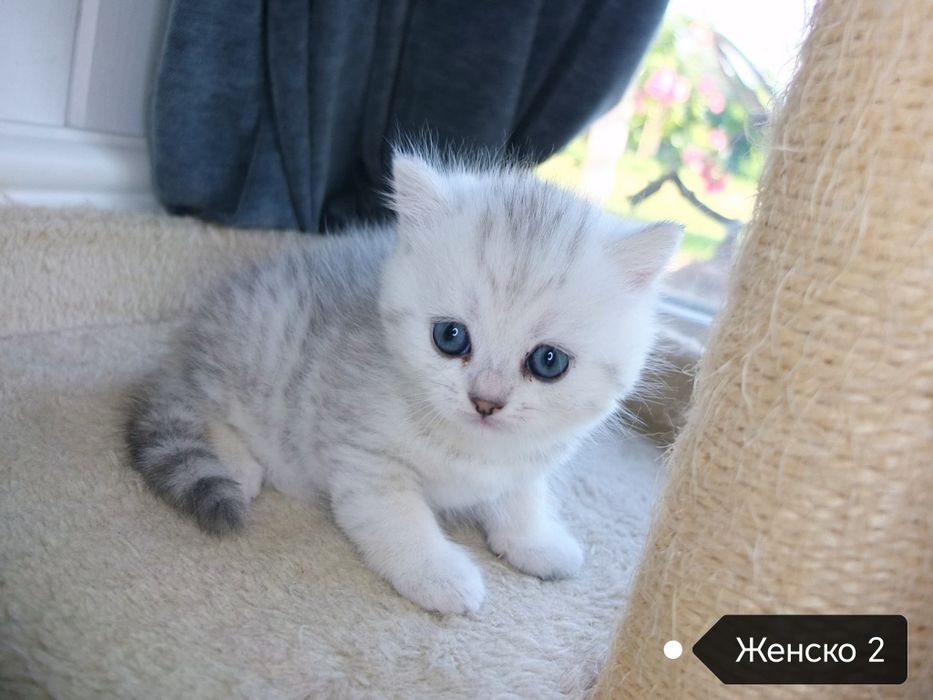 Британско коте сребърна чинчила