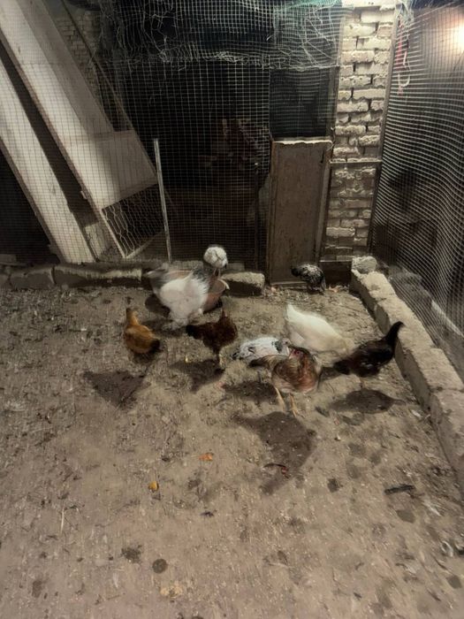 Куры несушки молодые