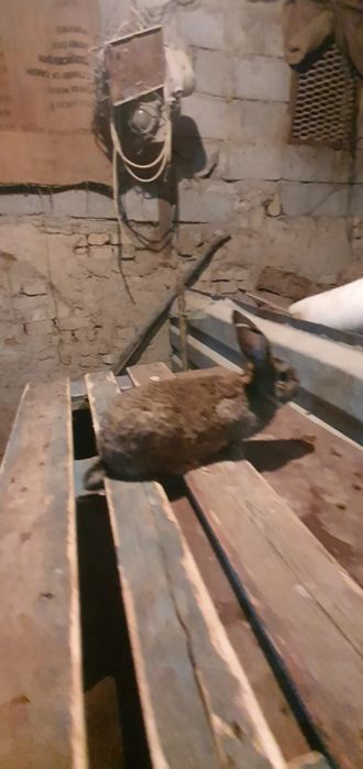 Шымкент  срочный продаю