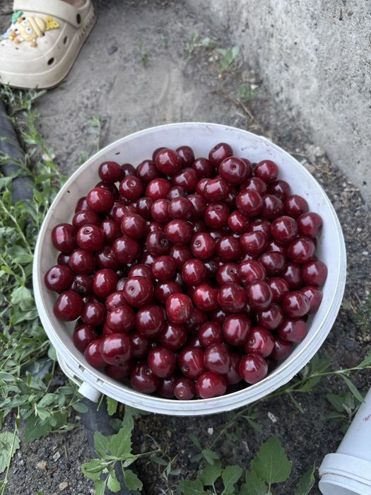 Продам черешню, литр 650тг .Есть 5 литров