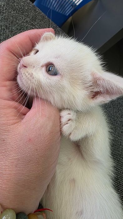 Котенок, кошка, девочка 6 недель