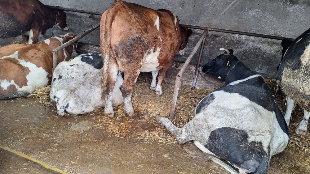 Vand vaci fatate si gestante