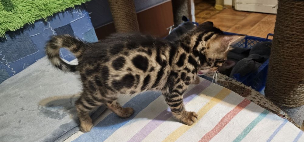 Продам Бенгальских котят (бенгалы)