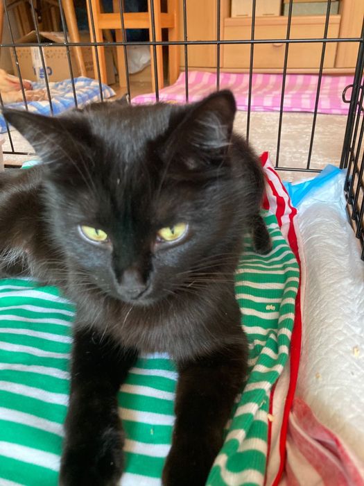 Котики в добрые руки