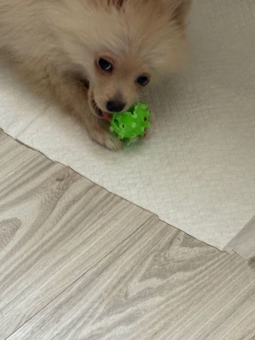 Померан-шпиц цена по договаряне