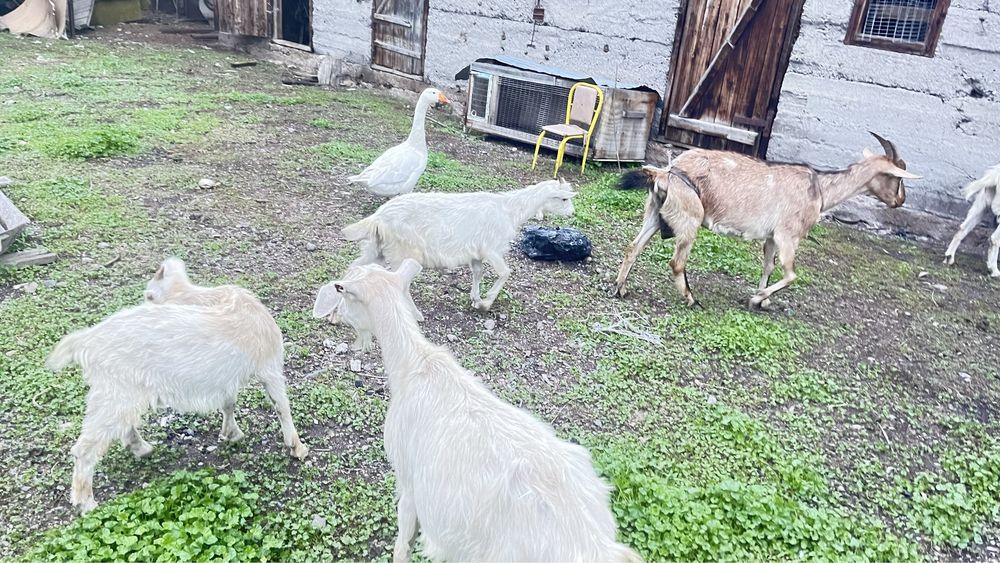 Ешкі лақтарымен