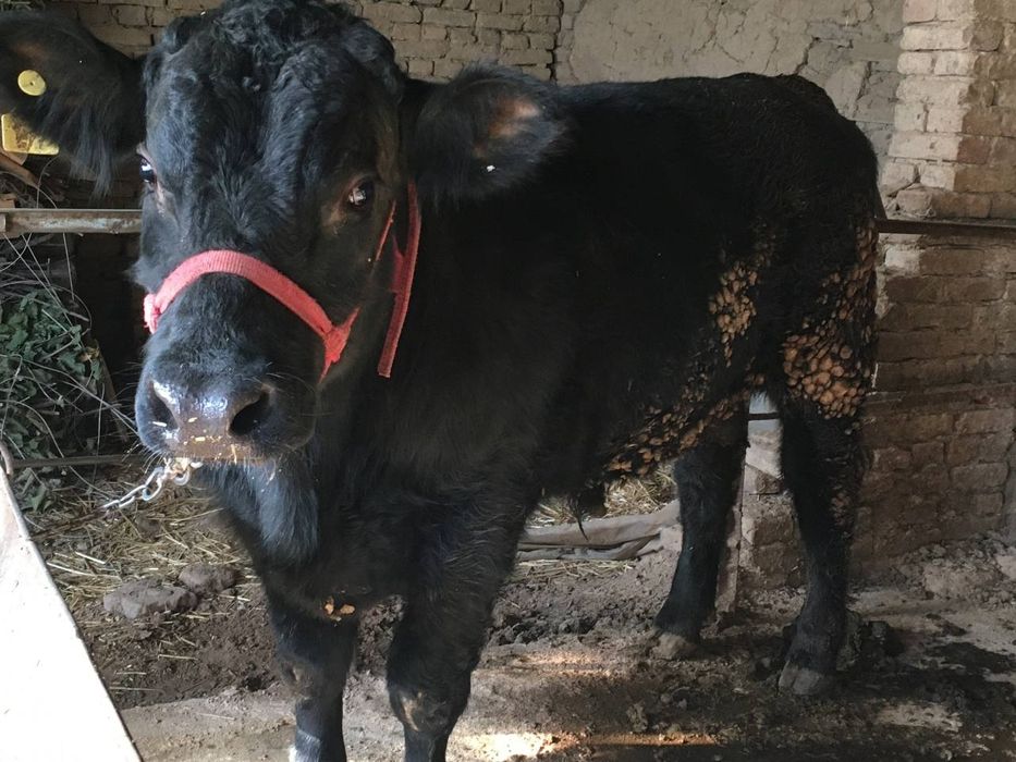 Buqala sotiladi soni 2 ta