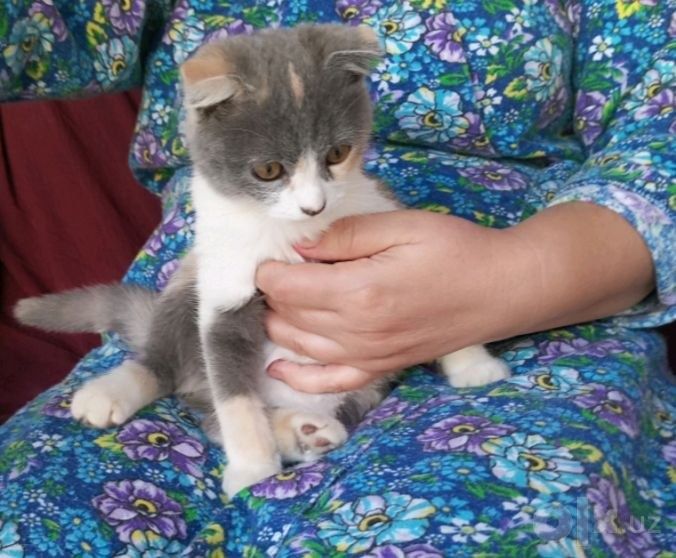 Шотландский вислоухий котёнок