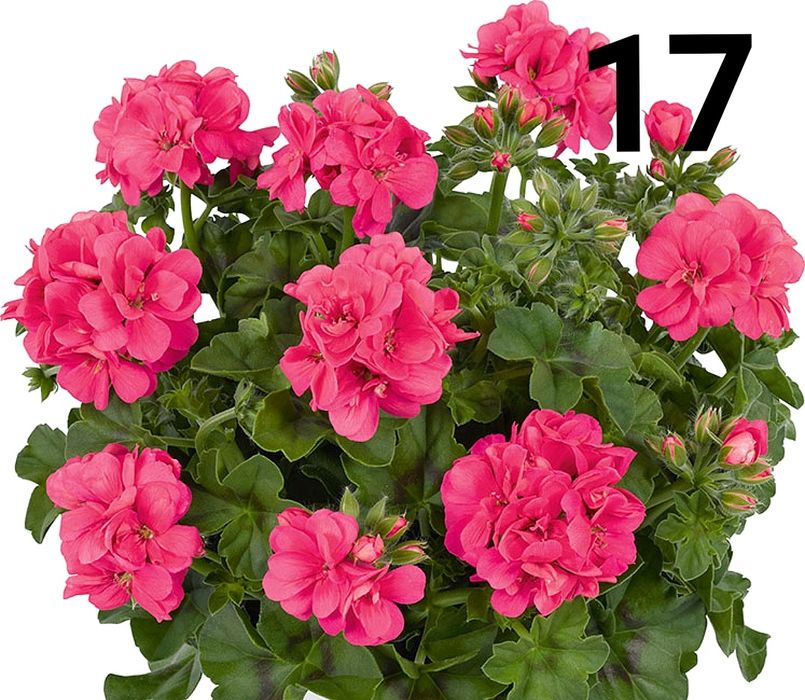 Нискостеблено мушкато -2.50€