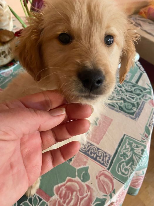 Голдън ретривър игриво момченце