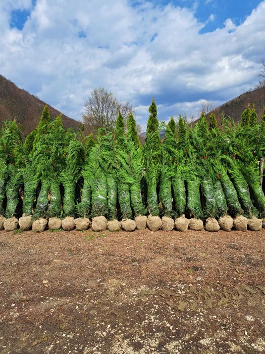 Bonsai, pon pon, magnolie, Tuia smarald, leylandi