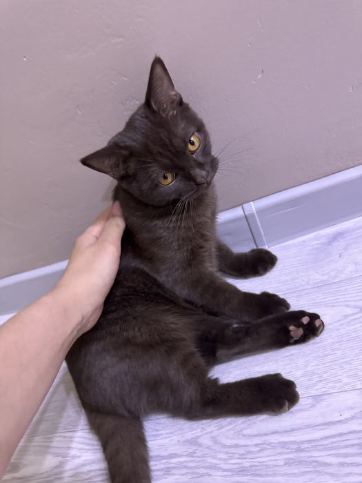 Отдам даром в хорошие руки