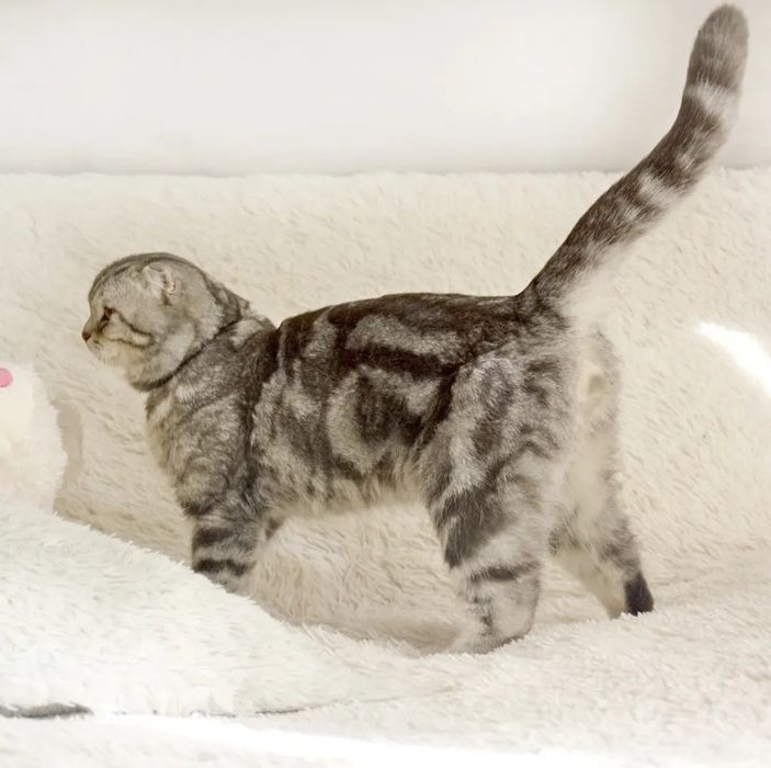 Продам кота голубых кровей.