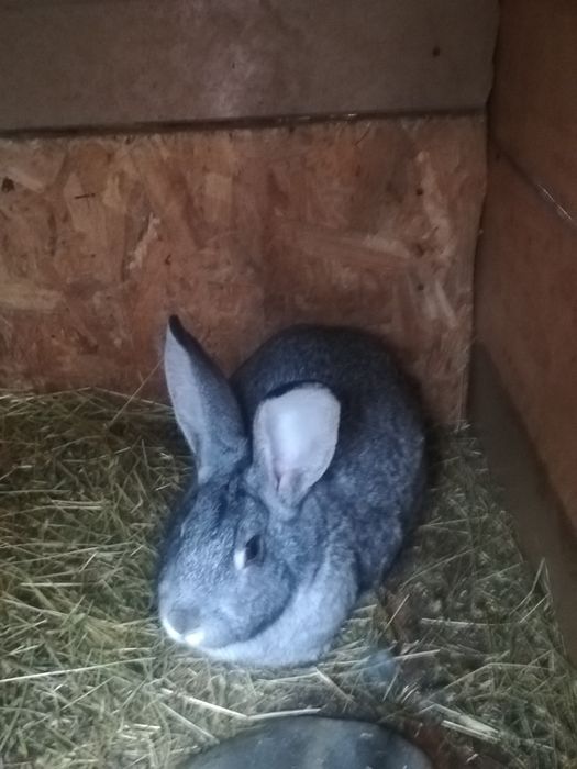 Продавам два женски зайци на 6 месеца