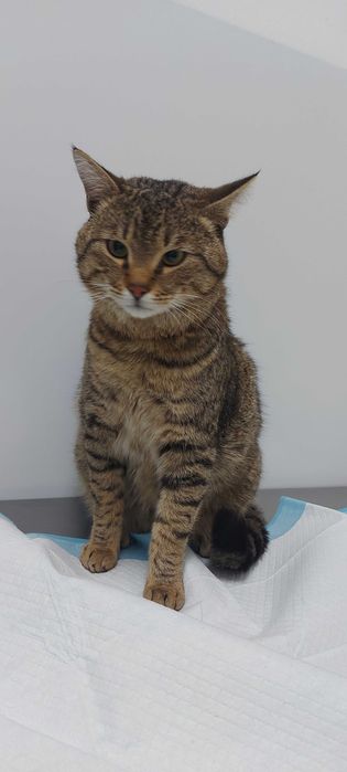 Найден упитанный кот