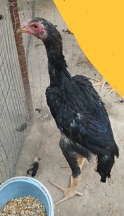 O-Shamo Jo'jasi Germaniyadan kelgan.