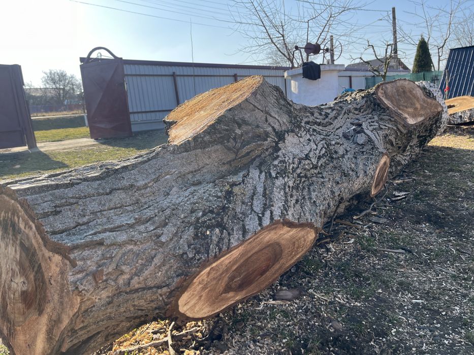 De vânzare trunchi nuc