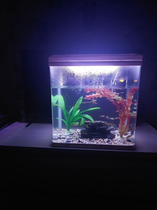 Аквариум рыбками Филтр корм