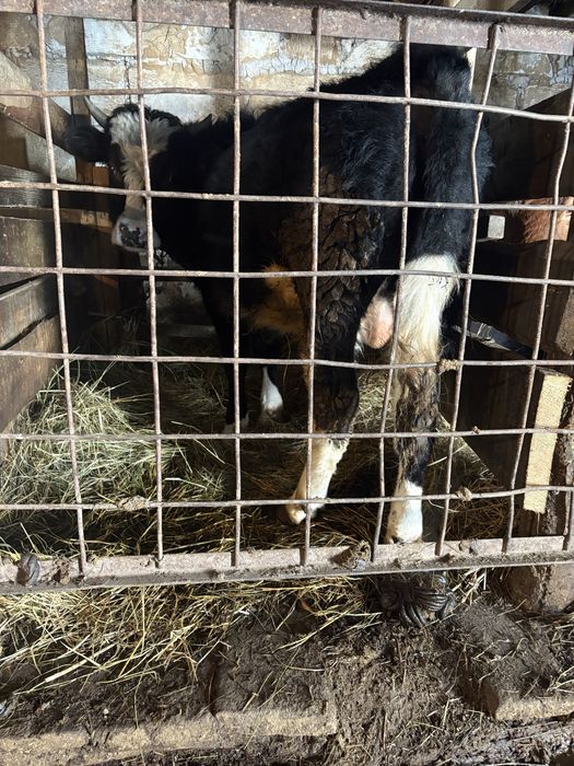 Продам бычка