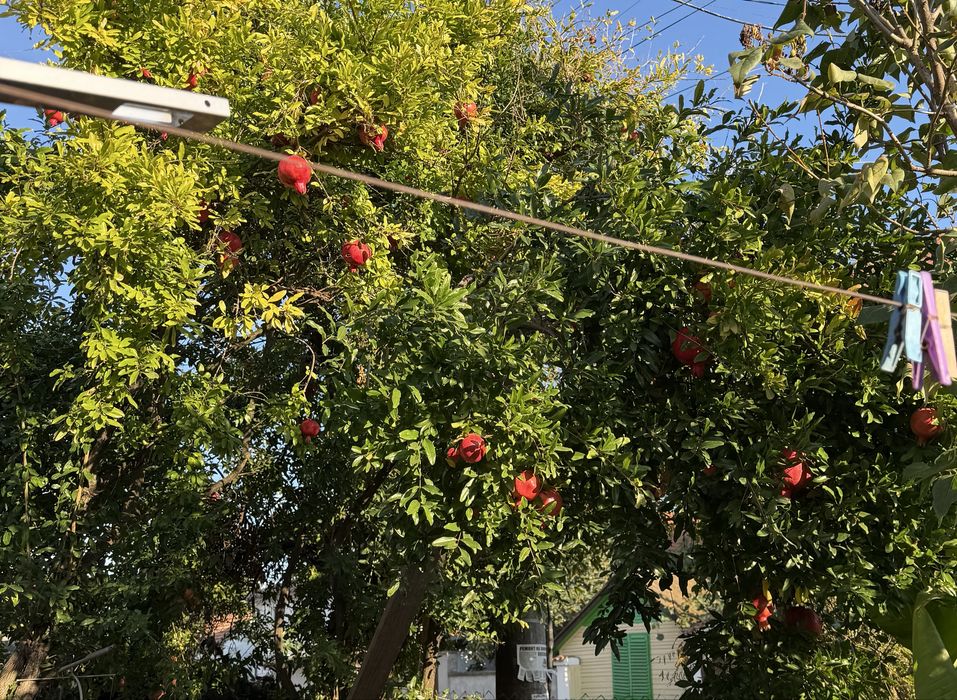 Български нар много сладък