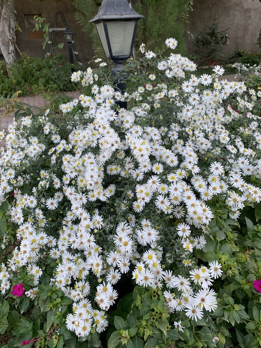 Семена и ростки