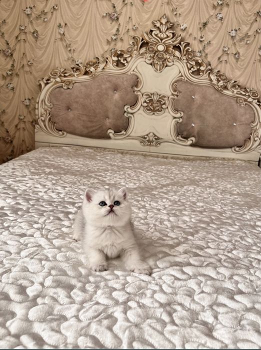 •Продается серебристая шиншила