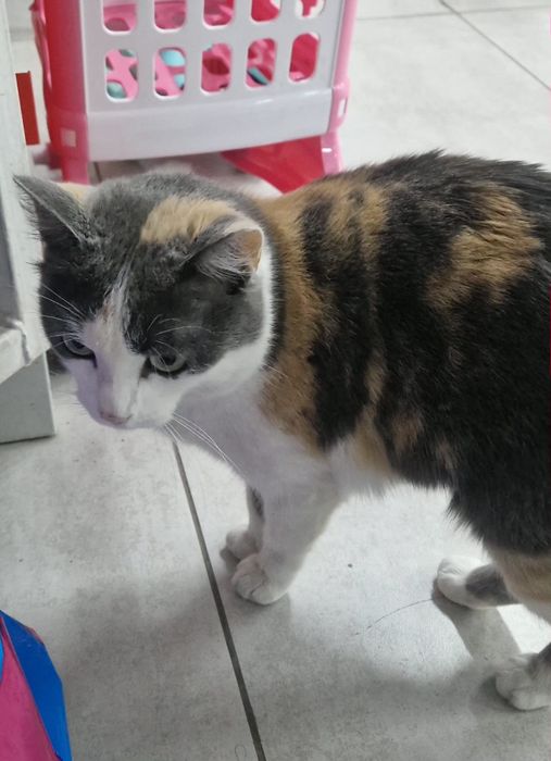 Отдам кошечку бесплатно