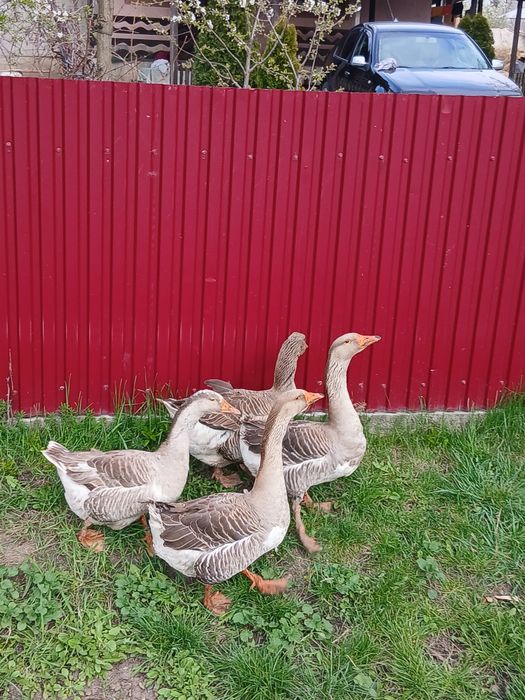 De vânzare gâște și gâscani Toulouse