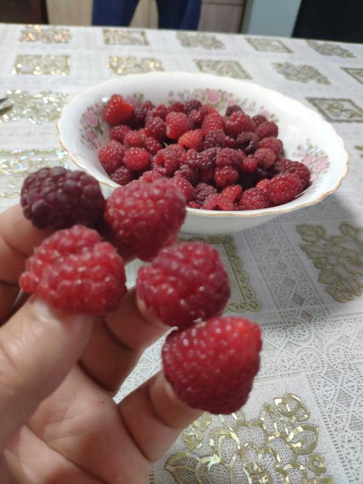 Продаются саженцы малины