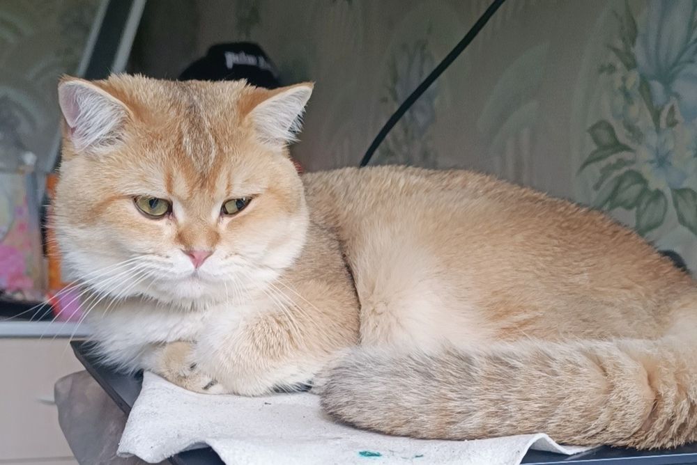 Вязка Шикарные  коты Шиншиллы