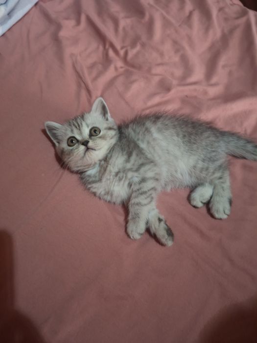 Shotland  Scottish Fold va scottish strayt  mushukcha sotiladi! Chir
