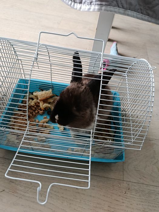 Молодой кролик мальчик с клеткой 10000т