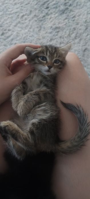 Котики в заботливые руки
