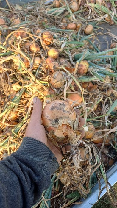 Ceapă Galbenă Sturon: Fără Chimicale, din Arpagic Bio!