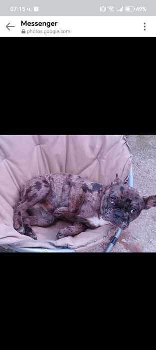 Френски булдог-Мерле