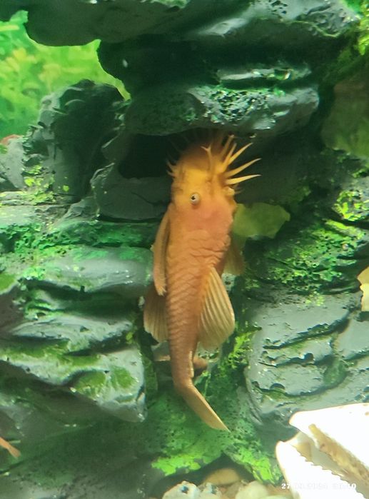 Продам сомиков Анциструса Super red.