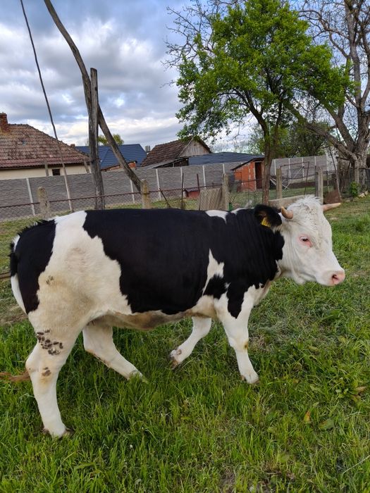 Jurinca gestantă