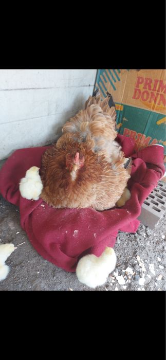 Квочка с цыплятами