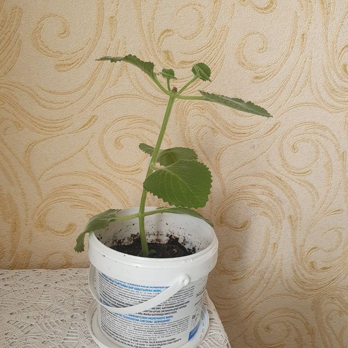 Продам комнатное растение Мята