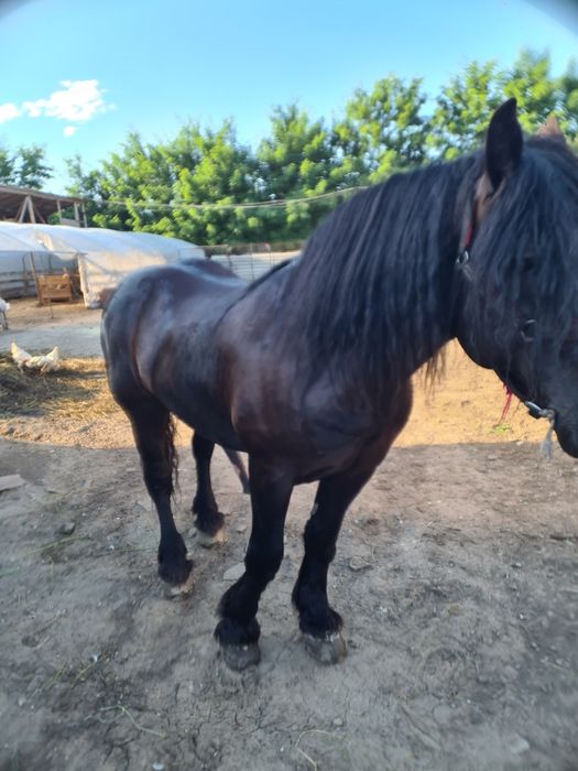 Vand sau Schimb Harmasar semi greu