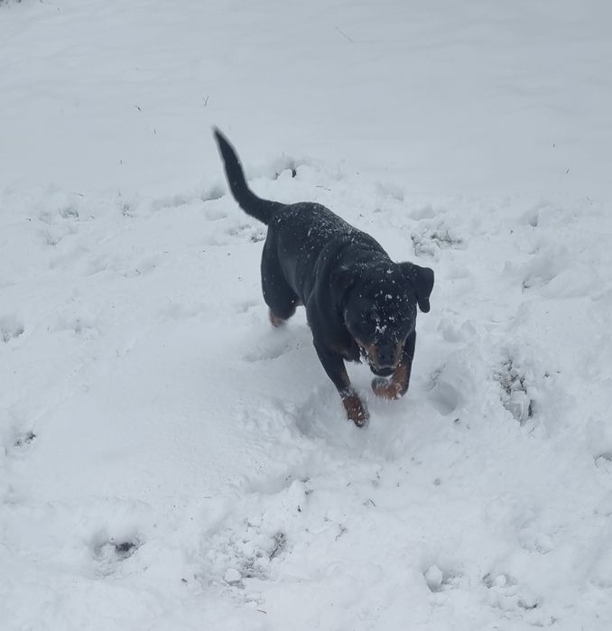 Fetiță metis rottweiler pentru adopție responsabilă 

Fetiță în vârs