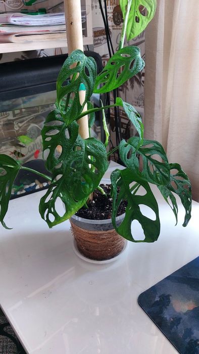 Монстера Адонсона-лиана