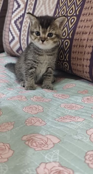 Подарок для любимых! Шикарные котята!