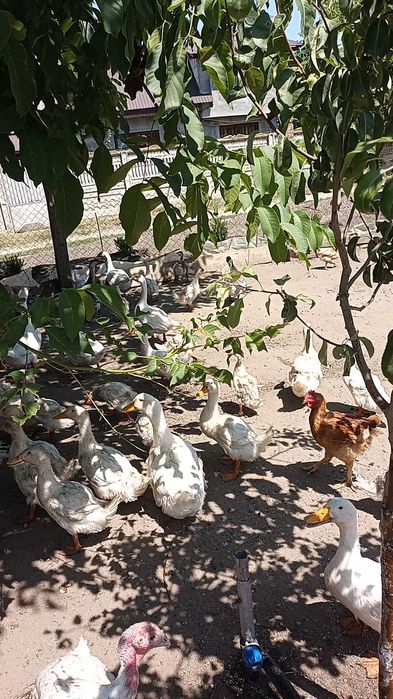 Rațe  pekin de vânzare