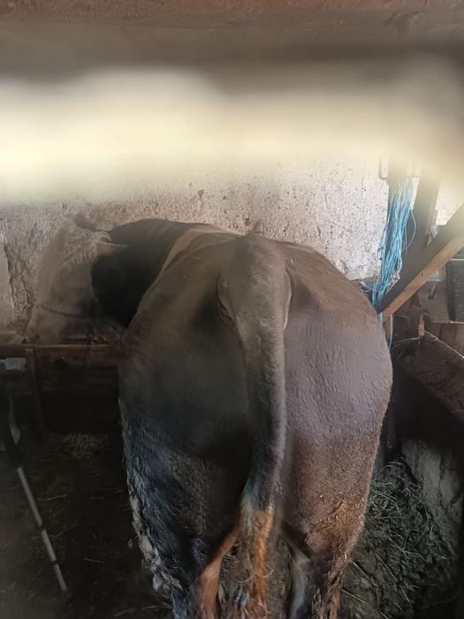 Vitel top de vanzare