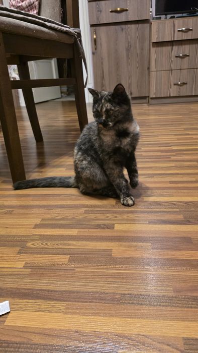 Котенок в добрые руки!!!